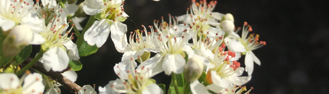 mathilde lagrut – naturopathe